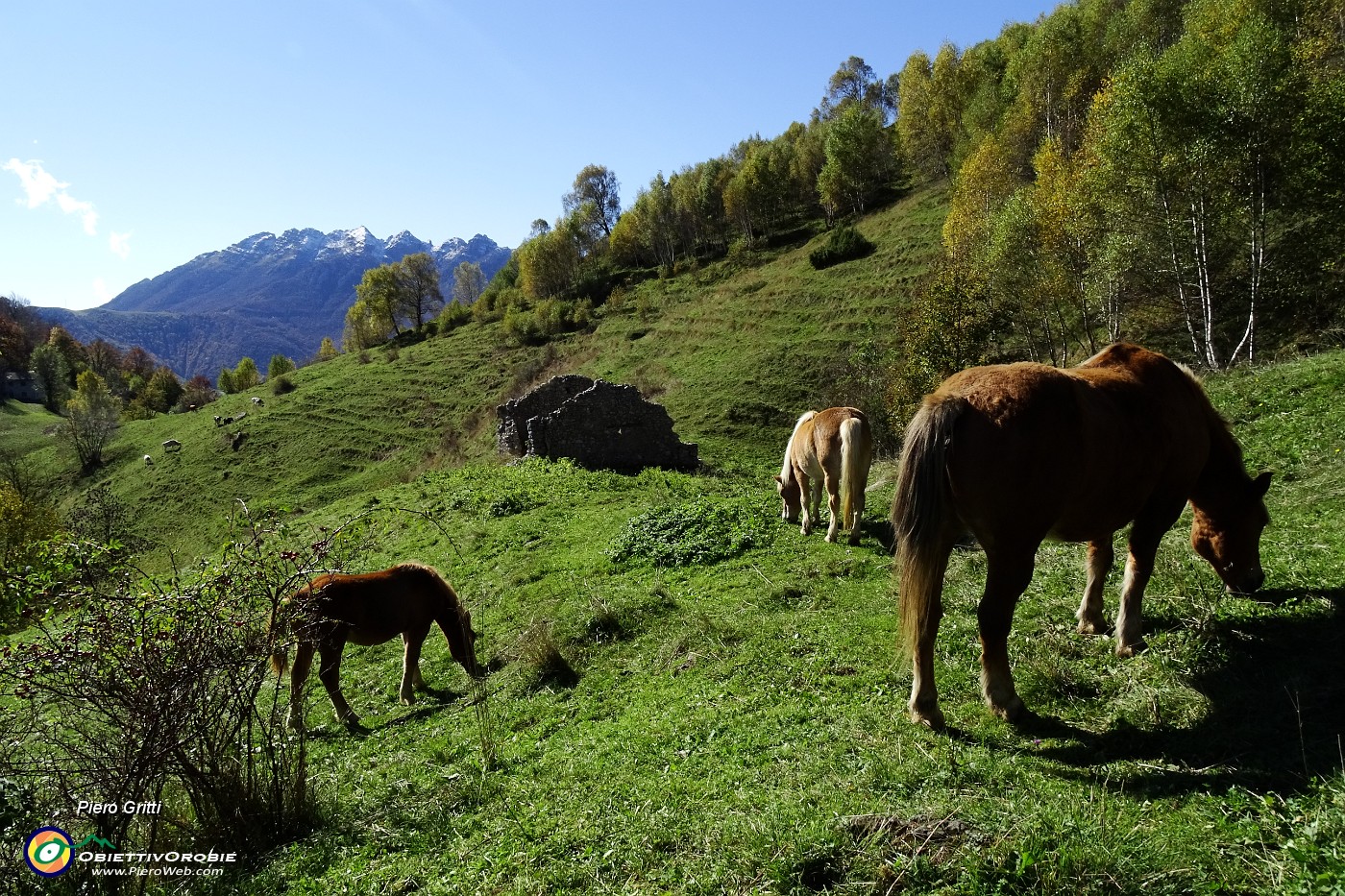 18 Cavalli al pascolo.JPG